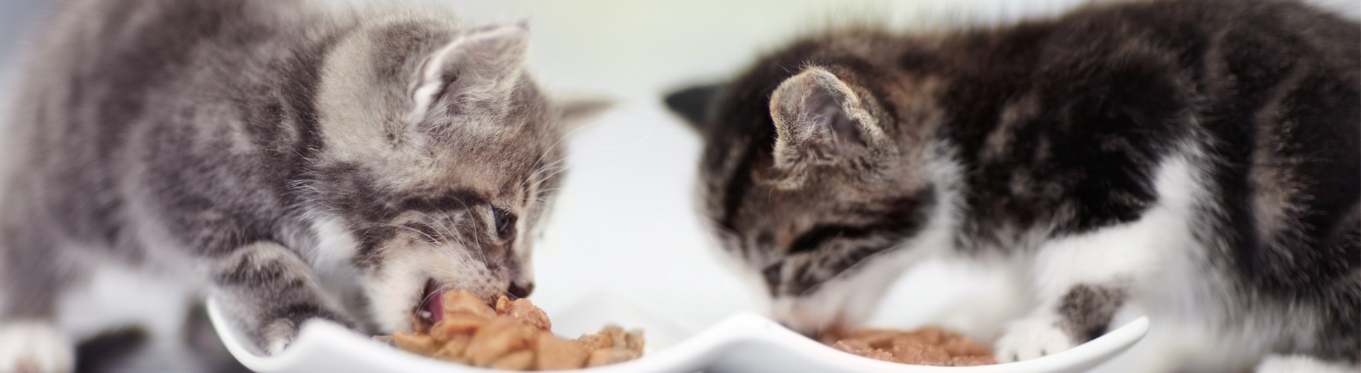 LaLucia_rotatingbanner_kittenseating