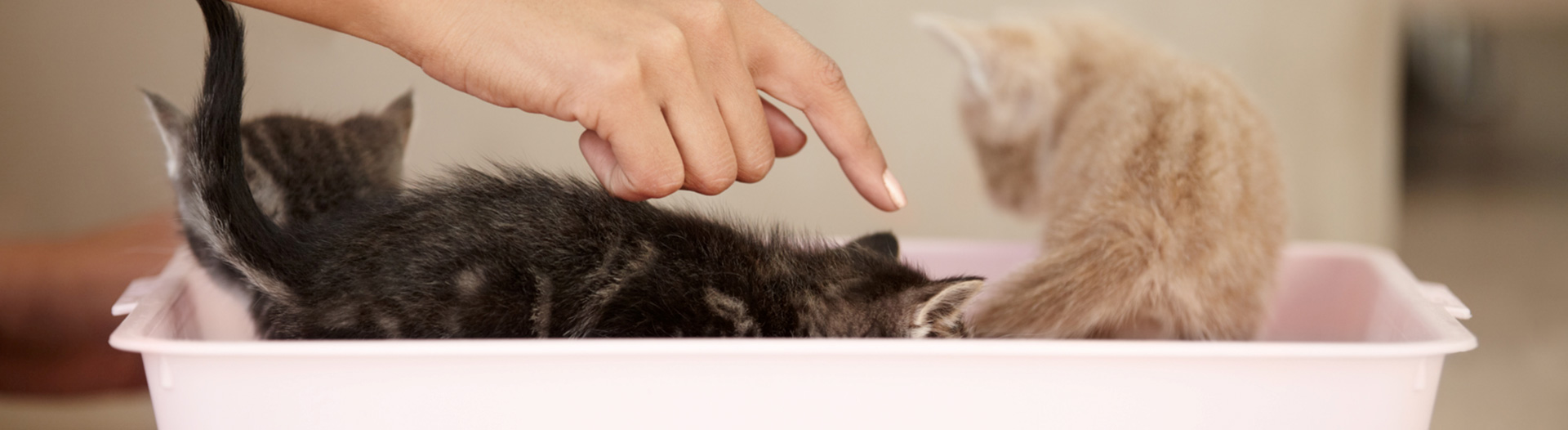 LaLucia_rotatingbanner_kittensinbasket