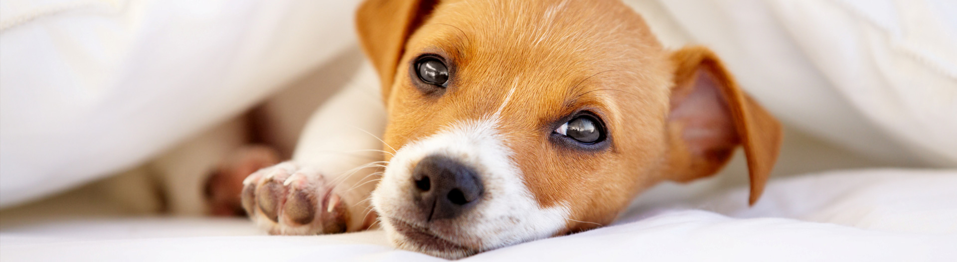 LaLucia_rotatingbanner_sleepypuppy