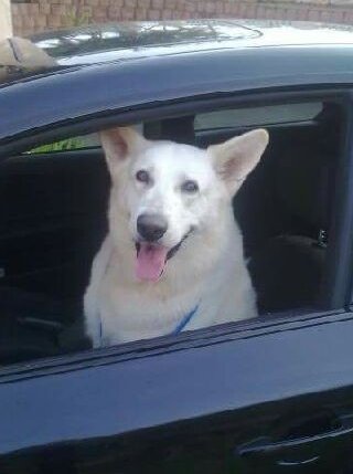 In loving memory of Zeus. "If love could of saved you, you would of lived forever."